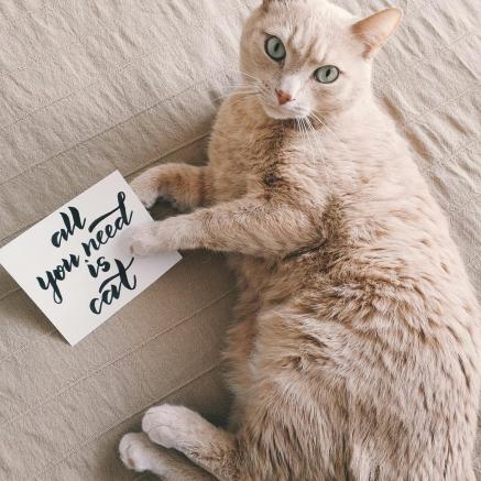a cat is lying on its side next to a paper sign that reads "all you need is cat".
