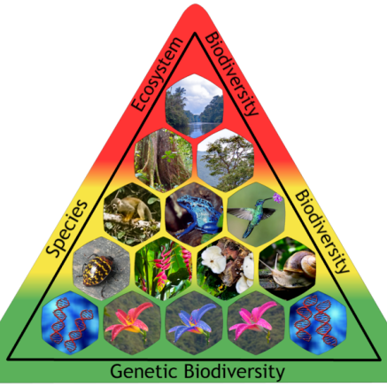 Biodiversity Pyramid
