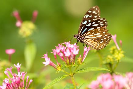 A butterfly lands on a flower
