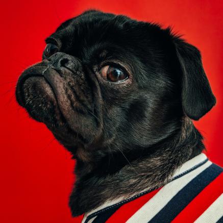 An adorable black pug is pictured against a red background.