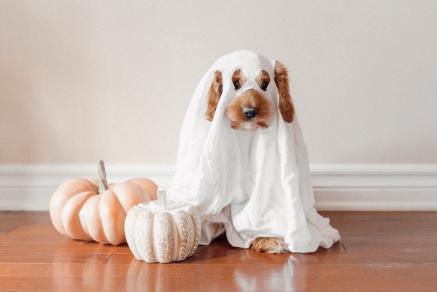 Dog in a ghost costume.