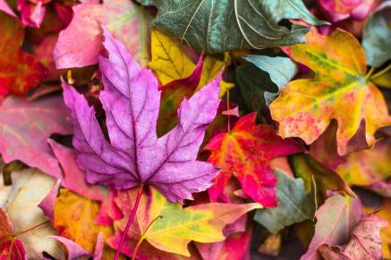 Colorful leaves on the ground.