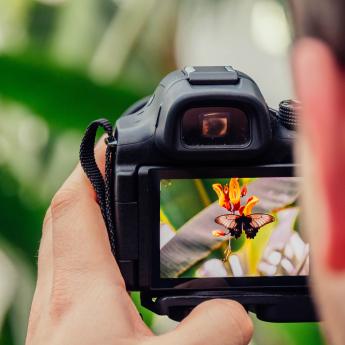 A person snaps a picture of a butterfly landing on a flower.