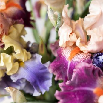 Up close shot of iris flowers in a variety of pastel colors