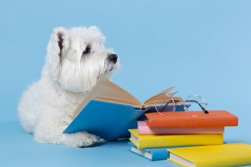 Dog with a pile of books