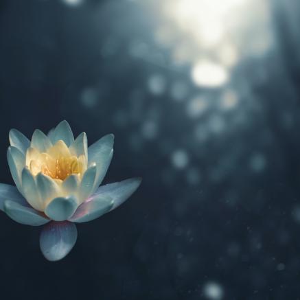 A lotus flower sits in water