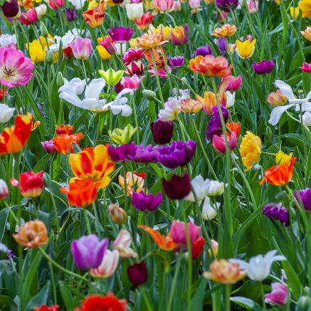 A field of colorful flowers.