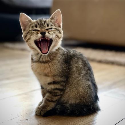 A kitten yawns.