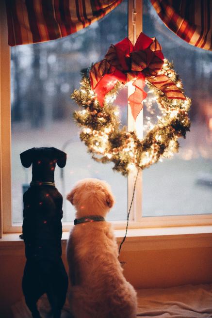 Two dogs looking out a window under a wreath.
