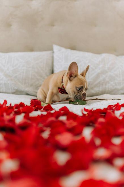 A French Bulldog surrounded by rose petals.