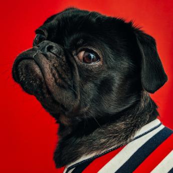 An adorable black pug is pictured against a red background.