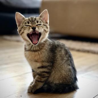 Yawning Kitten