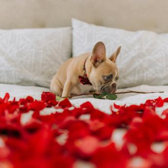 A French Bulldog surrounded by rose petals.